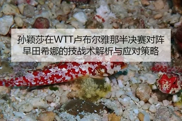 孙颖莎在WTT卢布尔雅那半决赛对阵早田希娜的技战术解析与应对策略